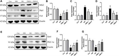 Formononetin Attenuates Renal Tubular Injury and Mitochondrial Damage in Diabetic Nephropathy Partly via Regulating Sirt1/PGC-1α Pathway